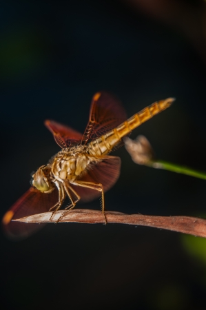 Dragonflies の写真素材