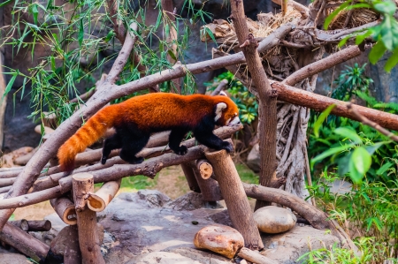 red pandaの写真素材