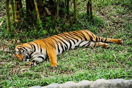 sleeping tigerの写真素材