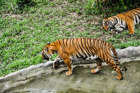 Two walking tiger