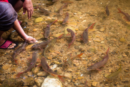 Man feeds fishの写真素材