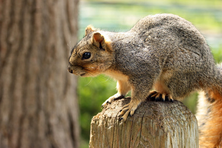 Close up of squirrel sitting on wooden poleの写真素材