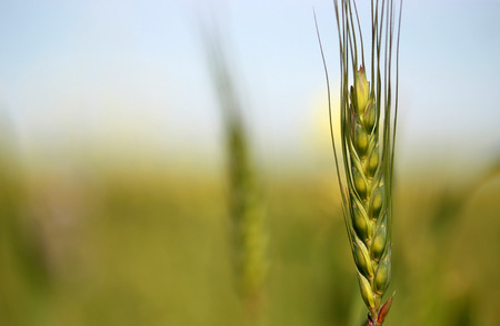Young wheat in the fieldの写真素材
