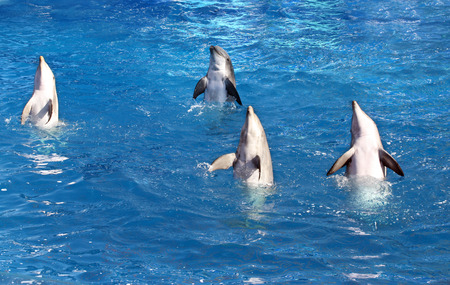 Four Dolphins performing in amusement parkの写真素材