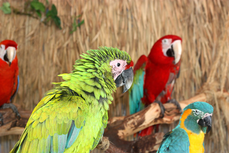 Colorful Macaws on the branchの写真素材