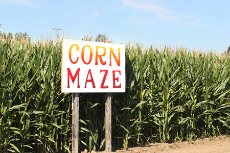 Corn Maze sign on autumn cornfieldの写真素材