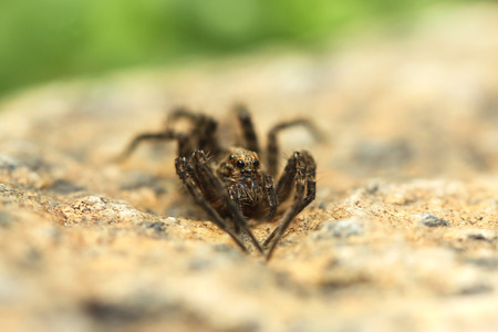 Big spider sitting on the rockの写真素材