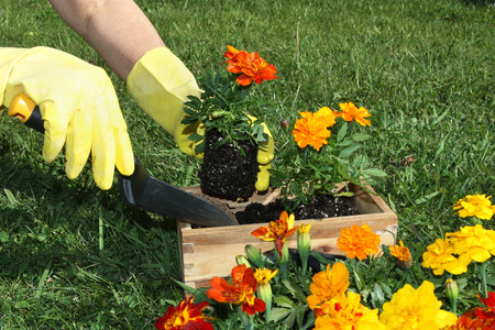 Potting colorful flowers outdoors during springの写真素材