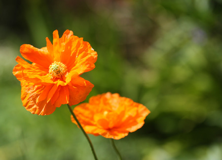 Bright orange poppy flowersの写真素材