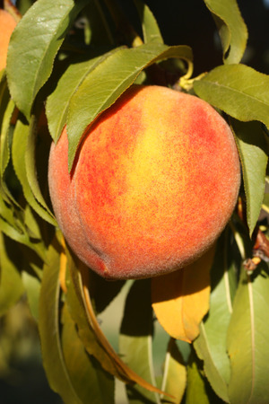 Ripe juicy peach on tree branchの写真素材