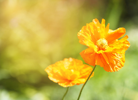 Bright orange poppy flowers in the fieldの写真素材