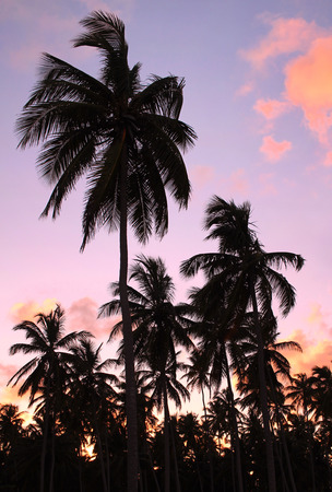Silhouettes of beautiful palms on the beach during sunsetの写真素材