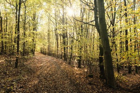 Tranquil yellow autumn forest in Czech Republic.の写真素材