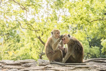 Two monkeys with a baby are taking care of each other.の写真素材