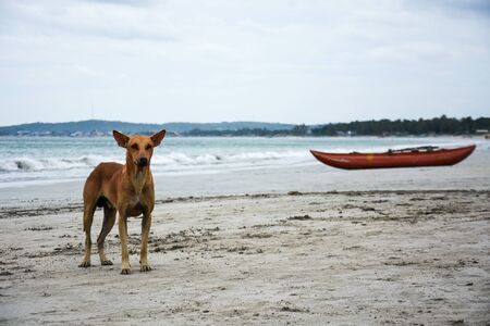 Stray dog and a boat on a beach in Uppuveli, Sri lanka.の写真素材