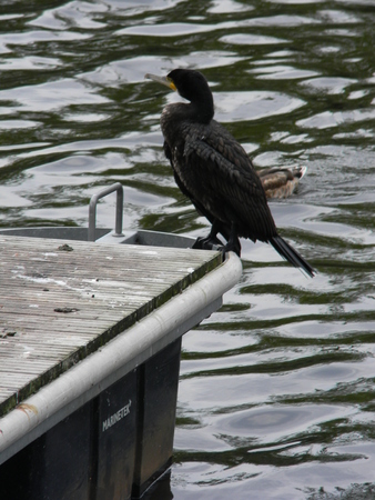 birdの写真素材
