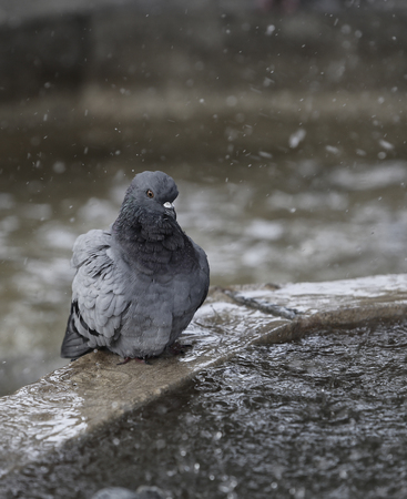 Pigeons refresh in a mountain downtown Palma, in the Spanish Balearic islandの写真素材