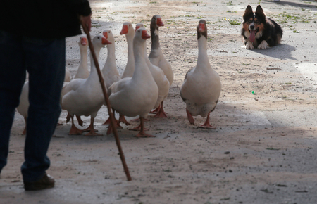 Muro Mallorca, Spain - January 17, 2018 - A shepherd dog controls a geese flock in the streets of the village before being blessed by a priest in Muro in the island of Mallorca, Spain, January 17, 2018. Hundreds of pet owners ands cattle ranchers bring thのeditorial素材
