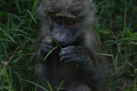 Savanna Baby Baboon is eating bamboo 