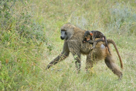 Savanna Baboon is walking with baby の写真素材