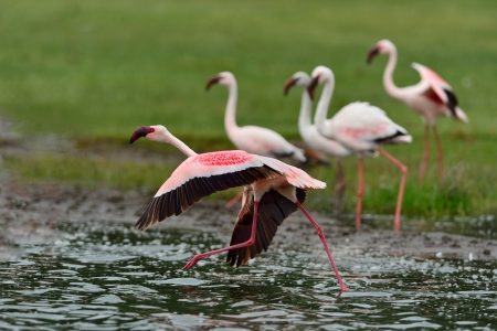 Lesser Flamingos are taking off in Lake Nakuru.の写真素材