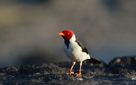 Yellow-billed cardinal perched on the lava rock