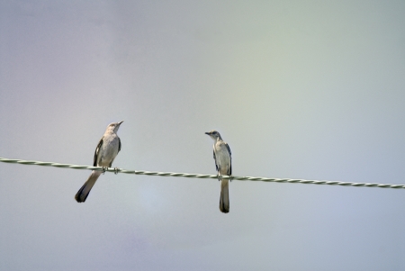 Northern Mockingbird couple perching in the wire の写真素材