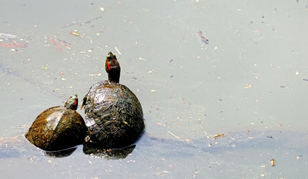 Painted turtles mother and son are siting on the Central Park
