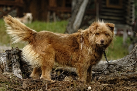 shepherd dog is looking at me  の写真素材