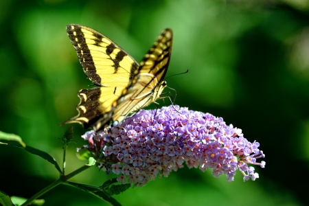 Eastern Tiger Swallowtail butterfly  Papilio glaucus  feeding on purple butterfly bush flowers の写真素材