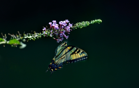 Eastern Tiger Swallowtail butterfly  Papilio glaucus  feeding on purple butterfly bush flowers の写真素材