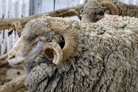 Sustainable sheep farming in Argentinaの写真素材