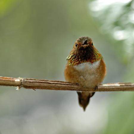 ruby-throated hummingbird perched on a tree limbの写真素材
