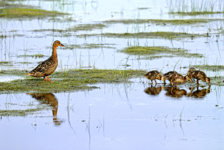 Mallard mother are taking care of their babiesの写真素材