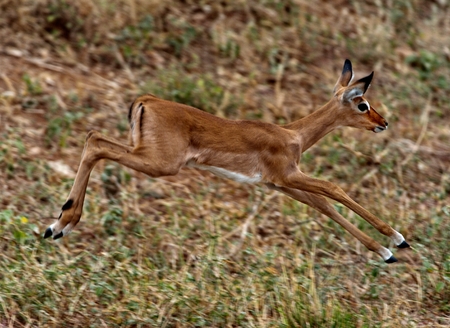 Gerenuk is jumping in the grassの写真素材