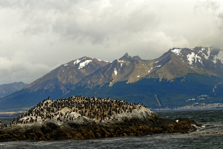 Double-crested cormorants in the bird island in Argentinaの写真素材