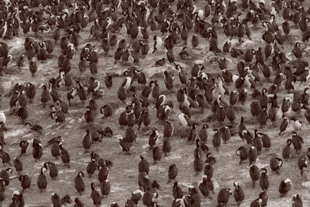King Cormorants are nesting on the bird island in Argentinaの写真素材