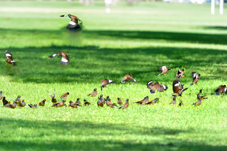 Common mynas perched and flying on the grass in Hawaii の写真素材