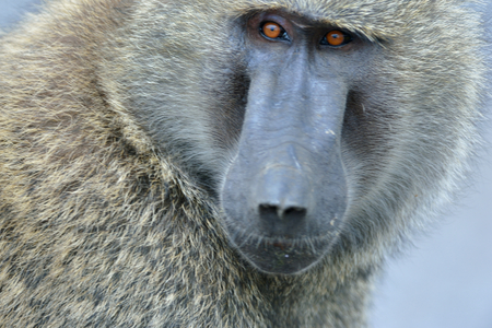 Savanna Baboon poses for me の写真素材