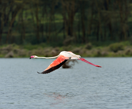 Lesser Flamingo flying in Lake Nakuru の写真素材