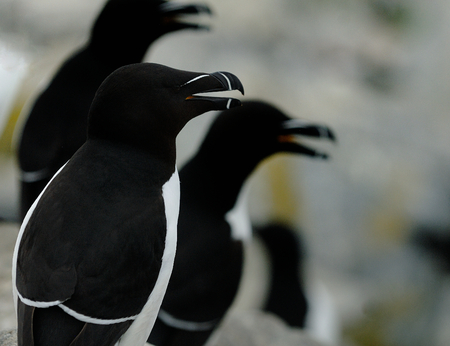 Razorbills  Alca Torda  perched on the rocks in Maineの写真素材