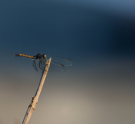 female Calico Pennant is perching on the branch