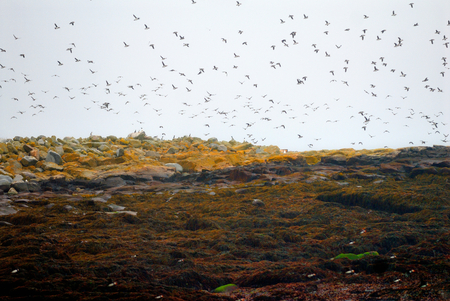Atlantic Puffins and birds are fling in Marine Seal island in Maineの写真素材
