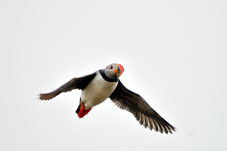 Atlantic Puffin is flying in the Marine Seal Island.の写真素材