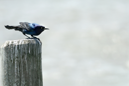 Common grackle is perching on the stakeの写真素材