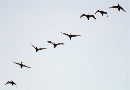 Double-crested Cormorants are flying in the skyの写真素材