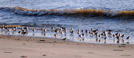 sand pipers are preying on the beach