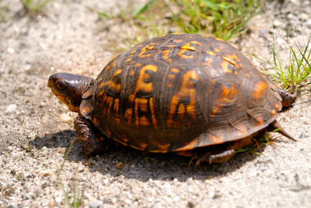 turtle is walking on the grass