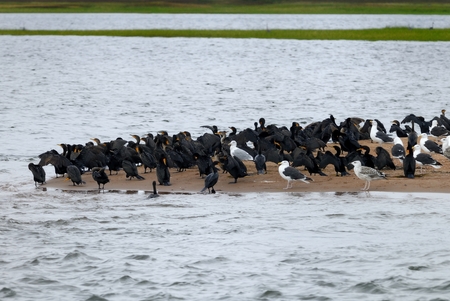 Double-crested cormorants in the bird island in Canadaの写真素材