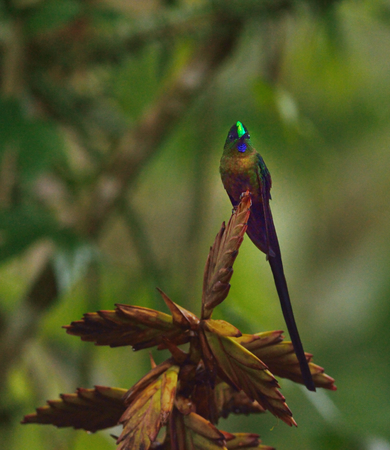 violet-tailed sylph hummingbird of Ecuadorの写真素材